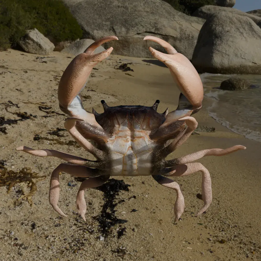 Crab