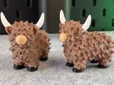Highland Cow-0