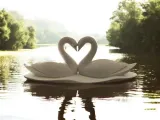 Swan Love-1
