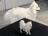 Japanese Spitz-2