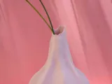 Meringue-0