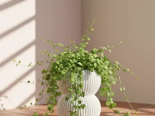 Maceta Pot Plant