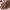 Anillo Velo de Coral – Noah0x03