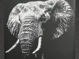 Elephant-0