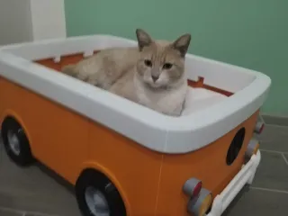 cat bed vw combi
