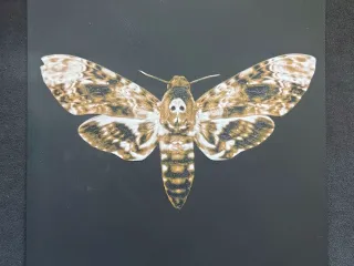 Death's-head hawkmoth