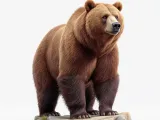 Bear-4
