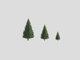 Fluffy Pine Trees-1