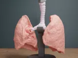 🫁 Human Lung Anatomy – Modular Educational Model-2