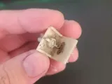 Клипса-0