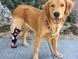 Prosthesis foot