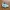 Keychain BT21 - Koya 1 - stl/3mf