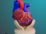 ANATOMIA INIMII PENTRU EDUCAȚIE-6
