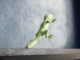 Low Poly Lizard-1