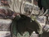 ALASKAN MOOSE-1