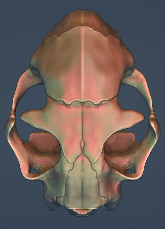 Modèle 3D du crâne de chat