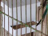 Comedero para aves (No requiere soportes)-3