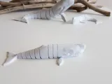 Sperm Whale Flexi-2