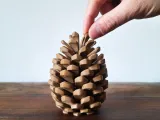 Pine Cone Coasters-2