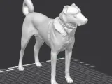 kangal dog-2