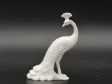 孔雀-1