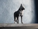 Low Poly Wolf-1