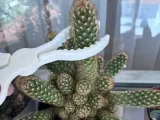 cactus shears-7