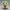 Chibi Tropical Parrot – Cute Bird Mini Figurine