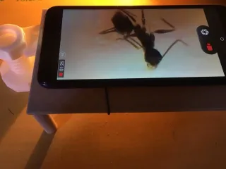 Microscope DIY