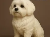 Maltese-0