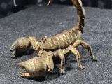scorpion detailed model-4