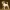 Dog - Jack Russell