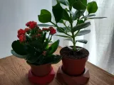 Flower pot plate-1