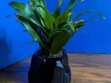 Convertible Mountain Pot-0