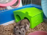 HAMSTER - BIRD LARGE house (EASILY WASHABLE)-5