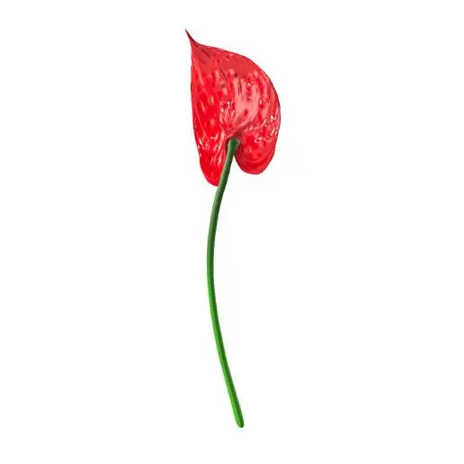 Red Anthurium Flower Bloom 3D Model STL Printable