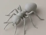 3D Model Ant-0