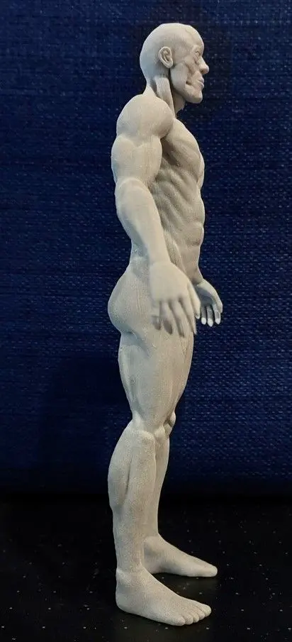 Male body anatomy