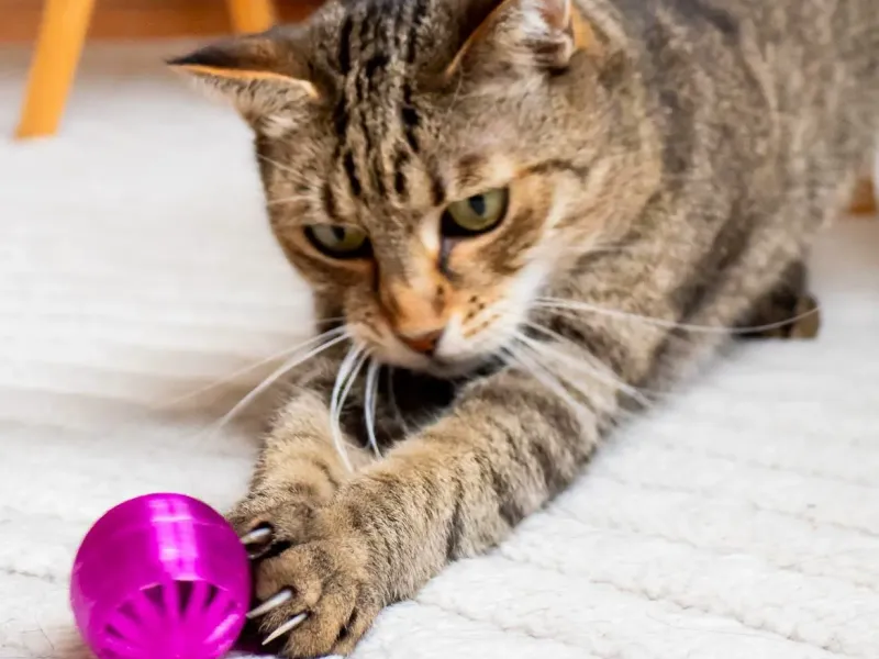 🐾 ZoomieBall – The Only Toy Your Cat Will Ever Need