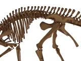 Hypacrosaurus_Skeleton – Realistic Detailed Hadrosaur Dinosa-7
