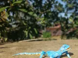SINAÍ AGAMA FLEXI-ARTICULATE (2X1)-5