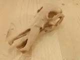 جمجمة خلد الماء-2