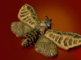 Death Moth-8