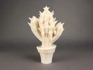Christmas Cactus 