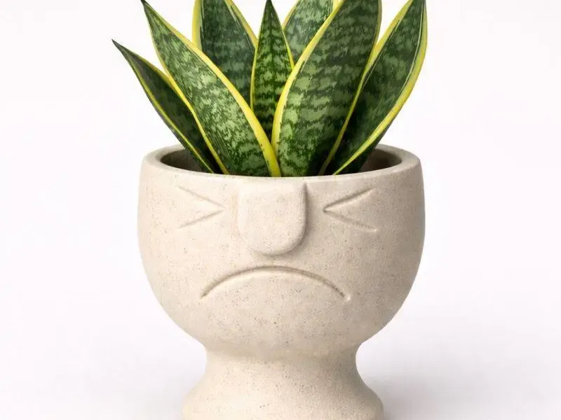 Pot à fleurs visage - Succulente - Cactus - Pothos