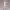 Liora Blush – Pearl Fantasy Edition