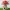 Mushroom house