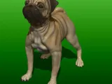JEUNESSE PUG-5