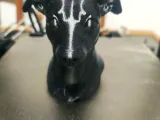 busto de mascota-2