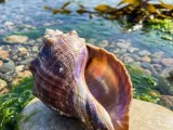 Shell-0